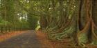 Norfolk Island Banyan - NSW H (PBH4 00 12023)